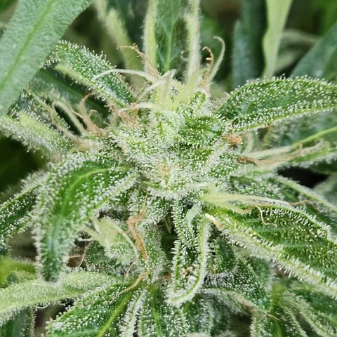 Zamnesia Purplehaze Auto growlog timeline photo