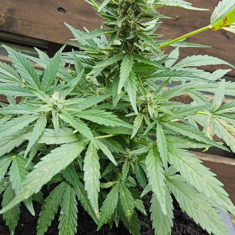 Zamnesia Purplehaze Auto growlog timeline photo