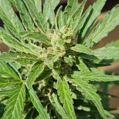 Zamnesia Purplehaze Auto growlog timeline photo