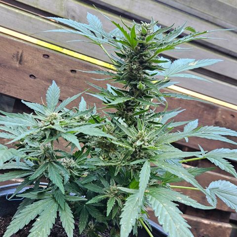Zamnesia Purplehaze Auto growlog timeline photo