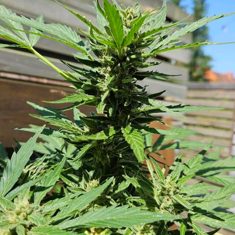 Zamnesia Purplehaze Auto growlog timeline photo