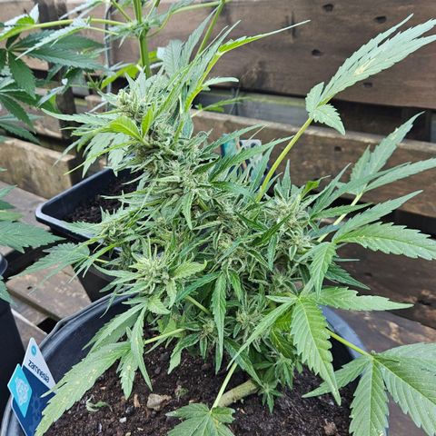 Zamnesia Purplehaze Auto growlog timeline photo