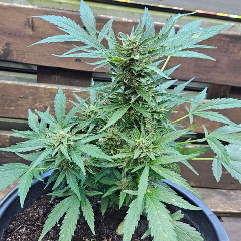 Zamnesia Purplehaze Auto growlog timeline photo