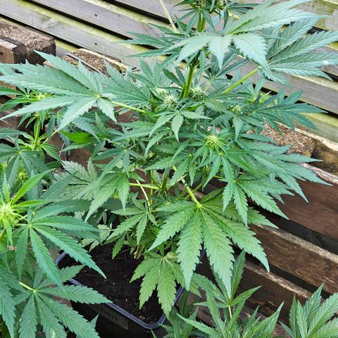 Zamnesia Purplehaze Auto growlog timeline photo