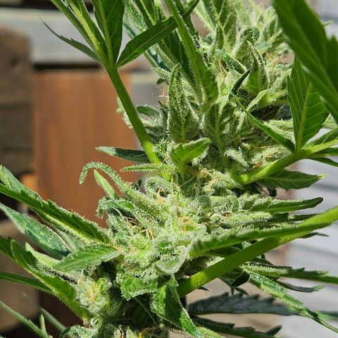 Zamnesia Purplehaze Auto growlog timeline photo