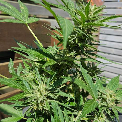 Zamnesia Purplehaze Auto growlog timeline photo