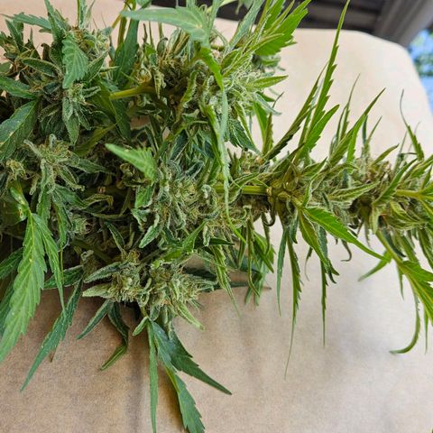Zamnesia Purplehaze Auto growlog timeline photo
