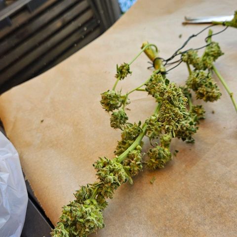 Zamnesia Purplehaze Auto growlog timeline photo