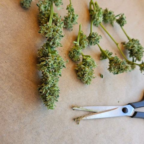 Zamnesia Purplehaze Auto growlog timeline photo