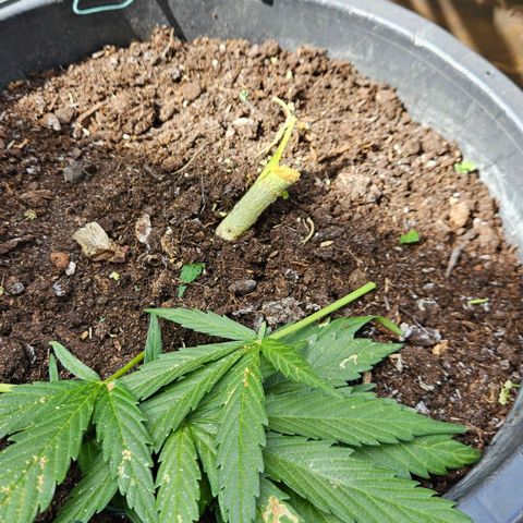 Zamnesia Purplehaze Auto growlog timeline photo