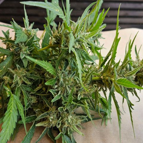 Zamnesia Purplehaze Auto growlog timeline photo