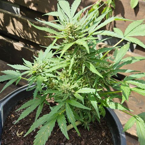 Zamnesia Purplehaze Auto growlog timeline photo