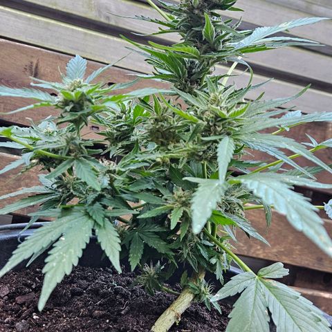 Zamnesia Purplehaze Auto growlog timeline photo