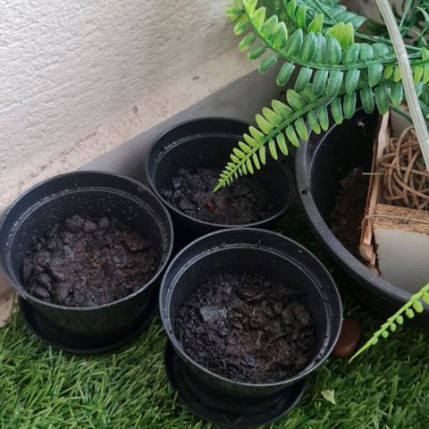 Mari Joana growlog timeline photo