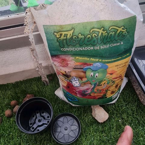 Mari Joana growlog timeline photo