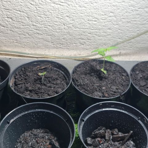 Mari Joana growlog timeline photo