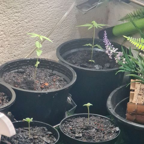 Mari Joana growlog timeline photo