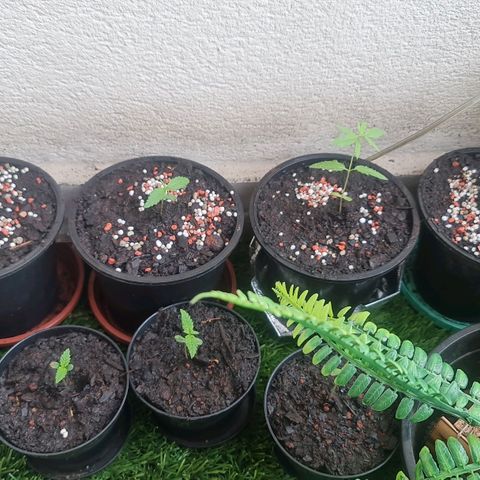 Mari Joana growlog timeline photo