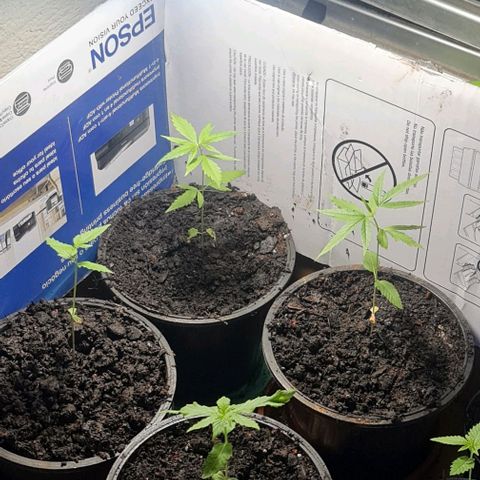 Mari Joana growlog timeline photo