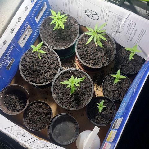 Mari Joana growlog timeline photo