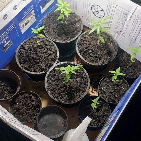 Mari Joana growlog timeline photo