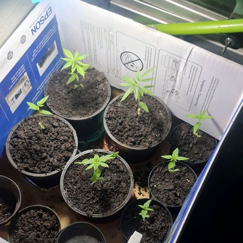 Mari Joana growlog timeline photo