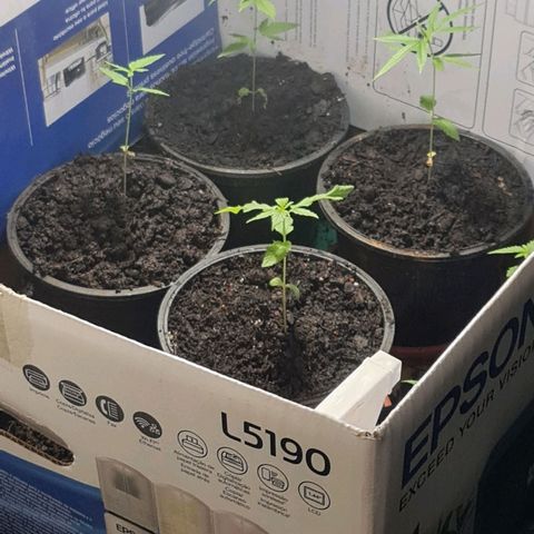 Mari Joana growlog timeline photo