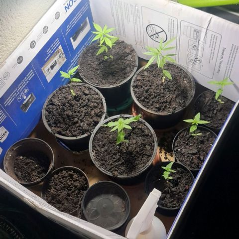 Mari Joana growlog timeline photo