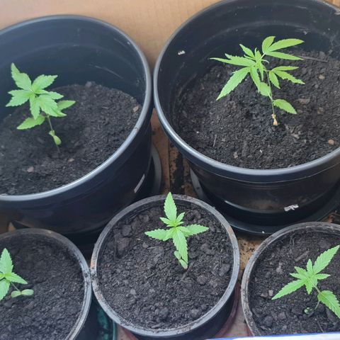 Mari Joana growlog timeline photo