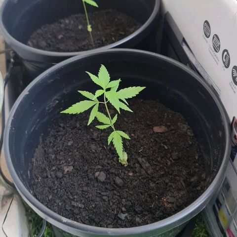 Mari Joana growlog timeline photo