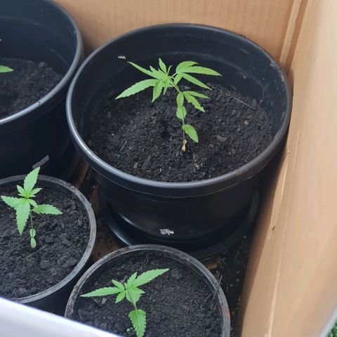 Mari Joana growlog timeline photo