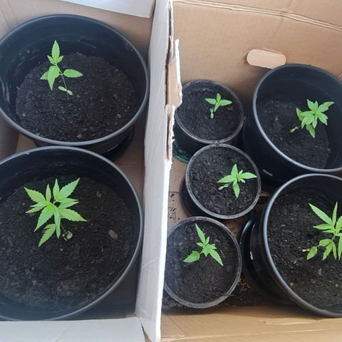 Mari Joana growlog timeline photo