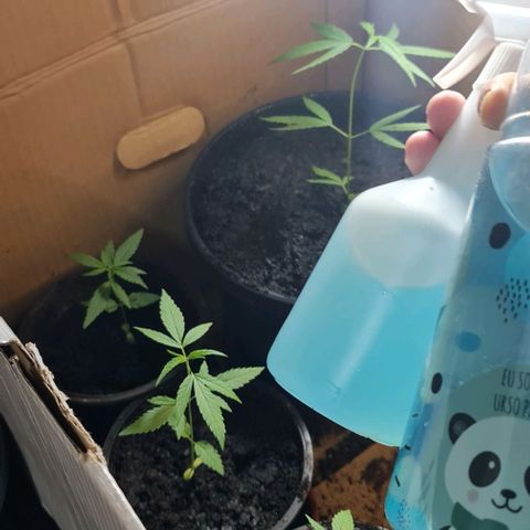 Mari Joana growlog timeline photo