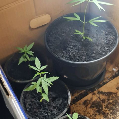 Mari Joana growlog timeline photo