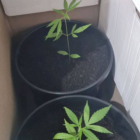 Mari Joana growlog timeline photo