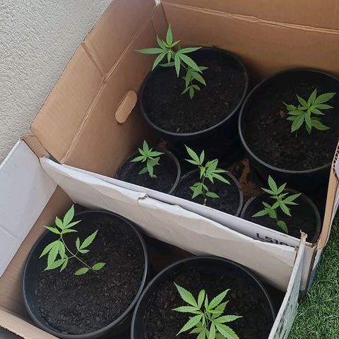 Mari Joana growlog timeline photo
