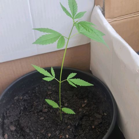 Mari Joana growlog timeline photo