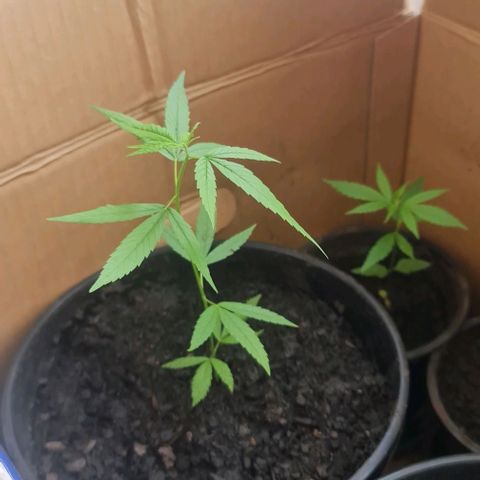 Mari Joana growlog timeline photo