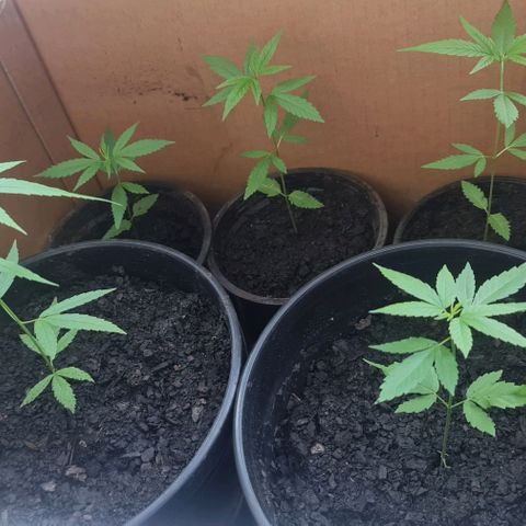 Mari Joana growlog timeline photo