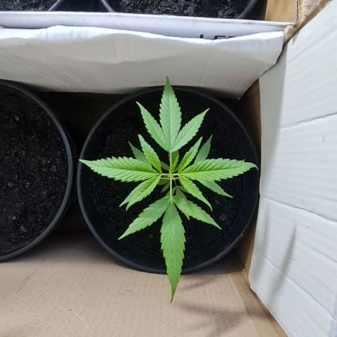 Mari Joana growlog timeline photo