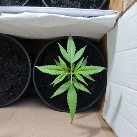 Mari Joana growlog timeline photo