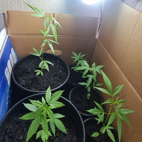 Mari Joana growlog timeline photo