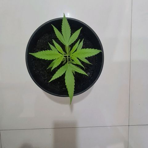 Mari Joana growlog timeline photo