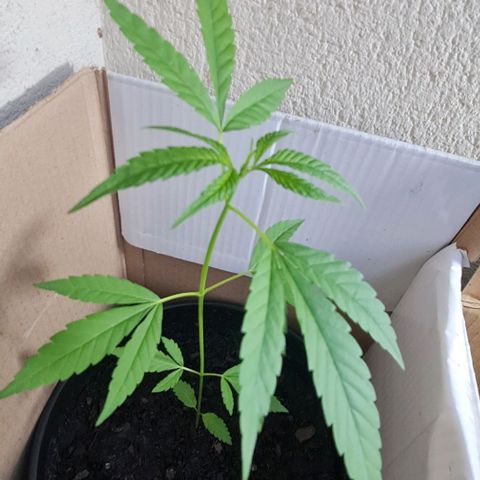 Mari Joana growlog timeline photo