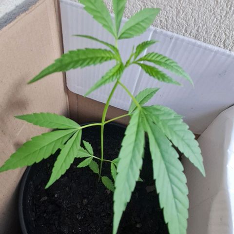Mari Joana growlog timeline photo