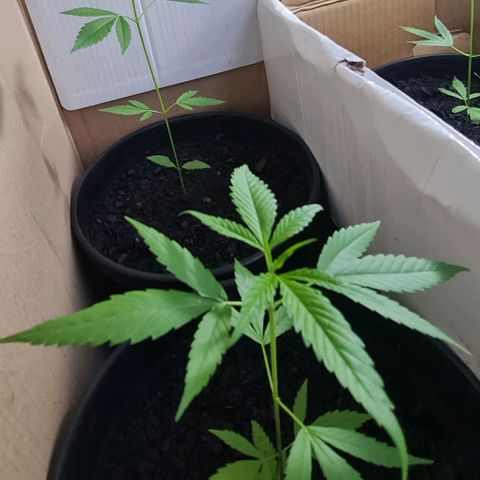 Mari Joana growlog timeline photo