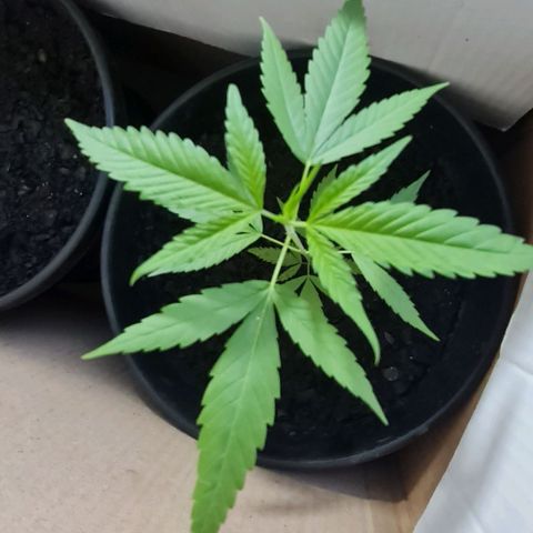 Mari Joana growlog timeline photo