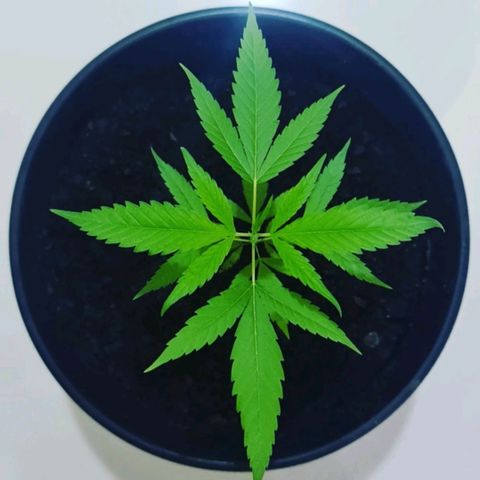 Mari Joana growlog timeline photo