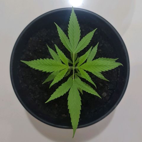 Mari Joana growlog timeline photo