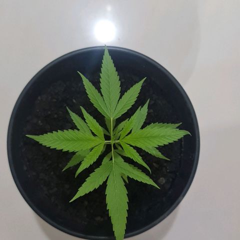 Mari Joana growlog timeline photo
